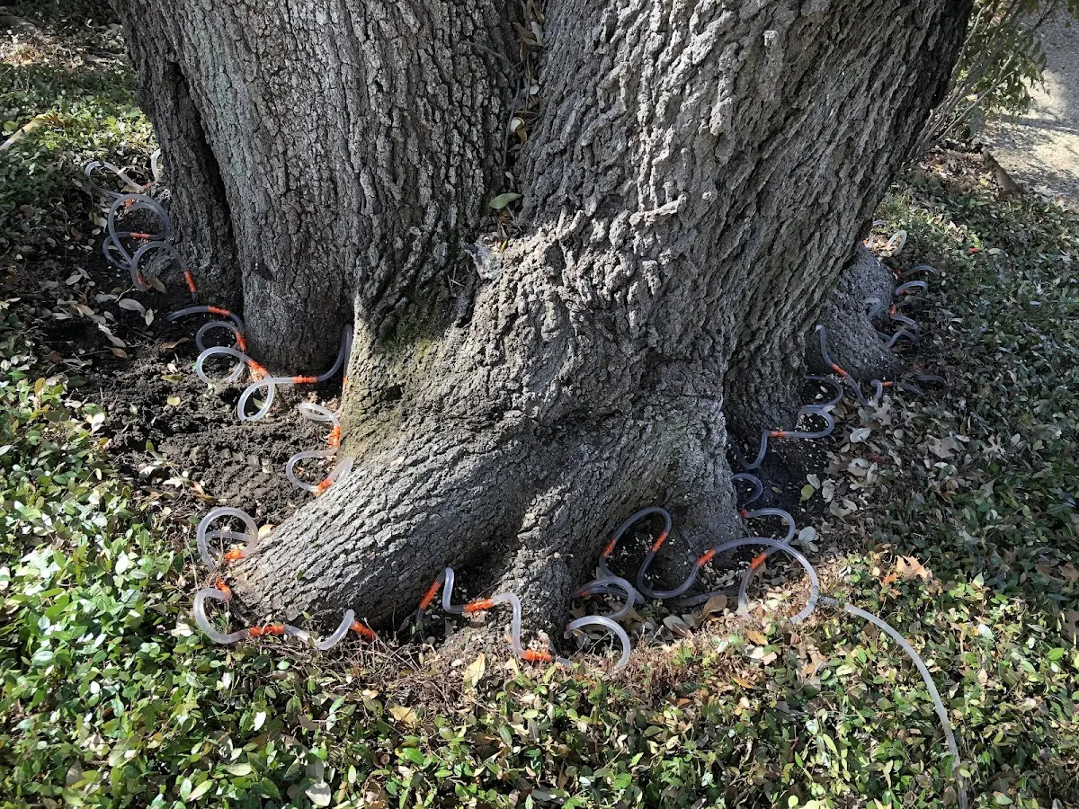 Detailed Tree Cabling and Bracing job site in Prentiss