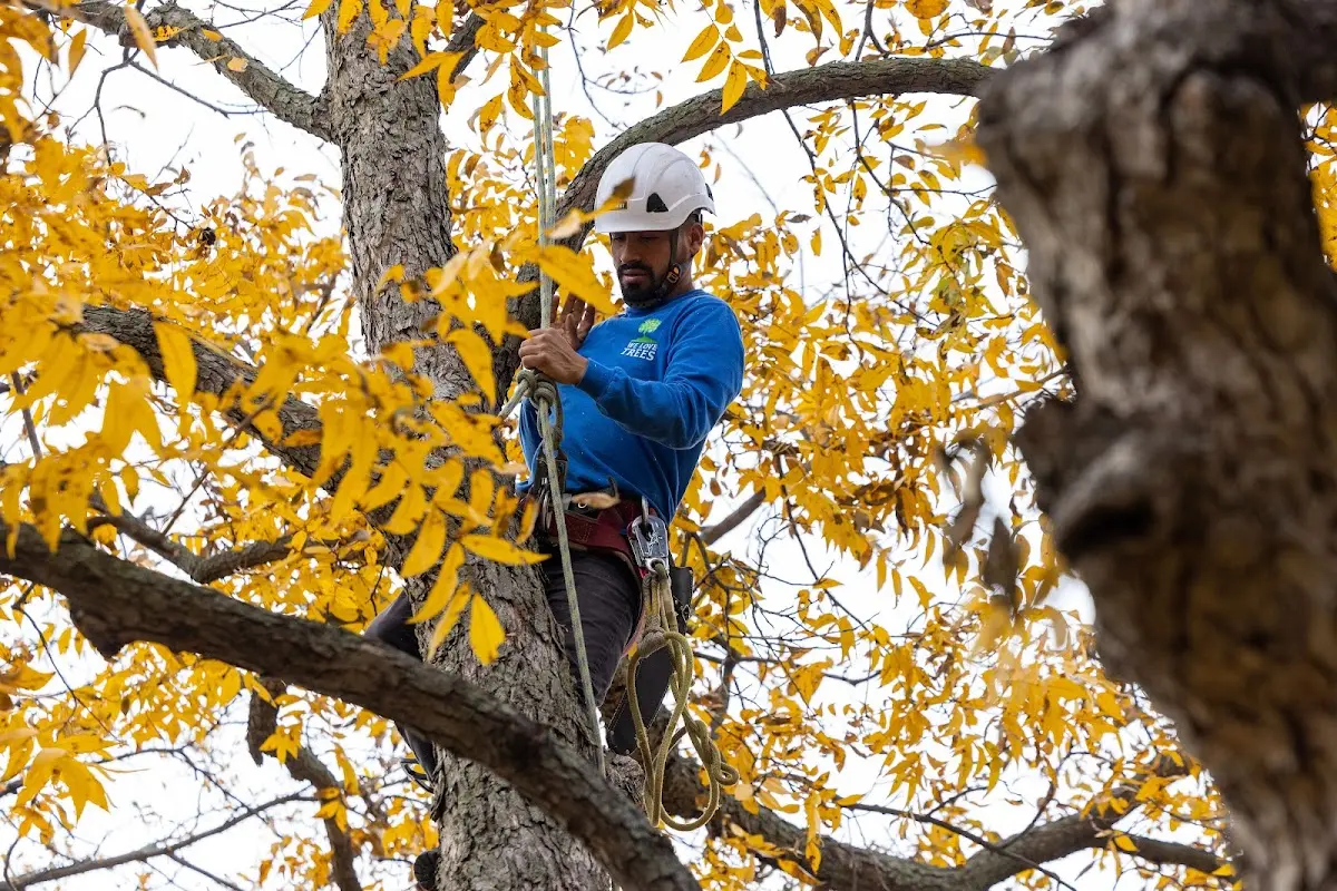 Skilled Tree Trimming crew working in Prentiss